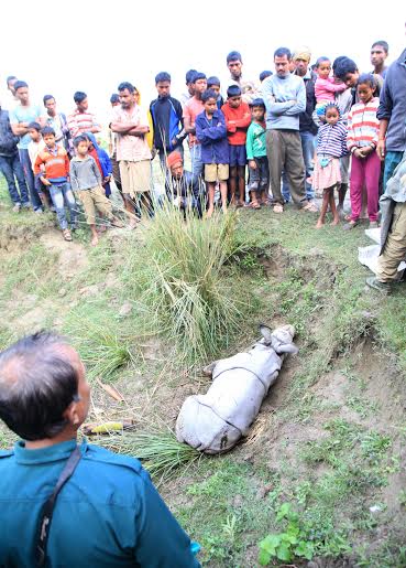 CWRC-MVS treats male rhino calf injured by tiger