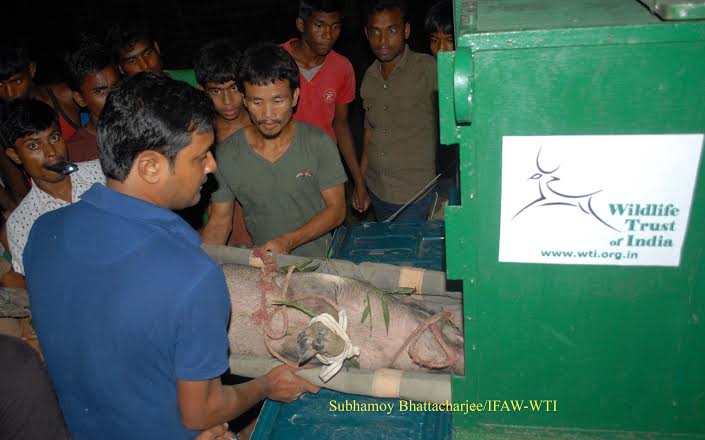 33 wild animals rescued by Center for Wildlife Rehabilitation and Conservation