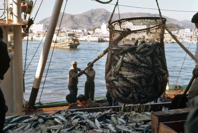 UN highlights growing role of aquaculture in providing jobs