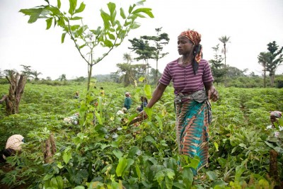 Ban urges efforts to unleash Africa's potential in agriculture