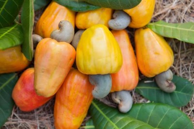 Goa Tourism to promote Coconut & Cashew Festival