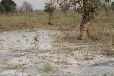 Toxic waste spill at Essar's Power Plant in Singrauli  