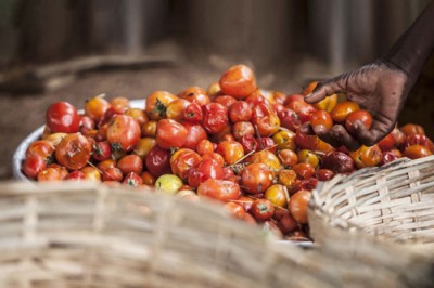 UN expert panel urges collective action to reduce global food losses, waste