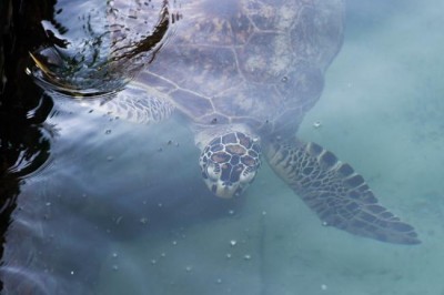 Indigenous and local groups from 20 countries recognized with UN Equator Prize