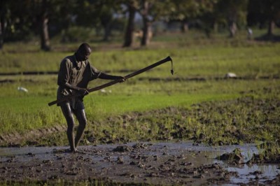 Agriculture in Caribbean vital to economic growth: UN official