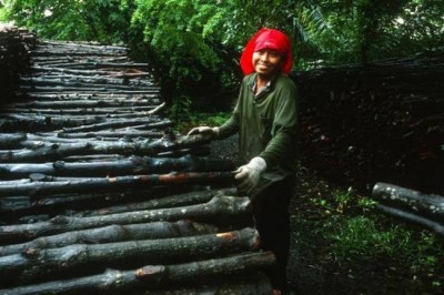 UN officials stress investment, smart policies for sustainable future of world's forests