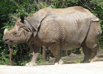 Assam: Another rhino poached in Kaziranga