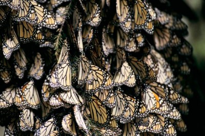 Governments make strong commitments to biodiversity at UN conference in Mexico