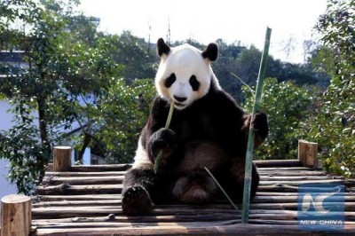 Pan Pan, world's oldest giant panda, dies in China 