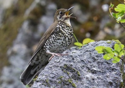 A common Himalayan bird identified as new species