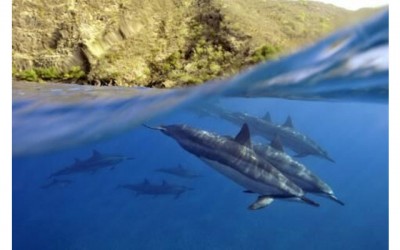 IUCN Congress: New partnership to conserve key biodiversity areas  