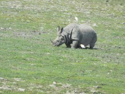 Assam forest department to prepare action plan to curb rhino poaching  