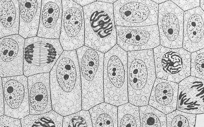 New molecular mechanism revealed for genetic mutations in aggressive cancer cells
