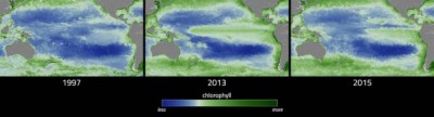 NASA examines El NiÃ±o's impact on Oceanâ€™s food source