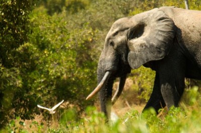Four elephants killed in Assam