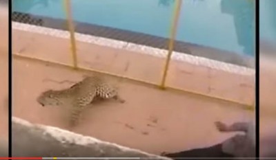 Leopards spotted again near Bangalore school 