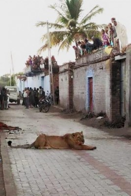 A wild lioness walks into village in Gujarat in full view of people  
