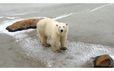 Extreme cold winters fuelled by jet stream and climate change, says study