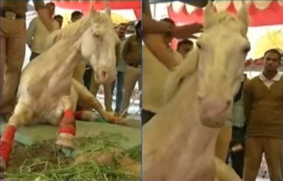 Injured police horse  Shaktimaan dies