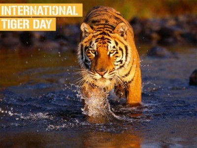 Sachin bats for conservation of tigers 