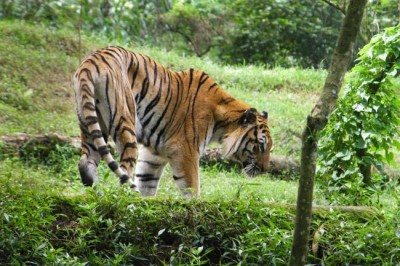 On International Tiger Day, UN calls for urgent action against illegal wildlife trade