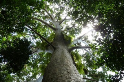 MARRAKECH: New initiatives on forest protection give boost to climate action agenda   