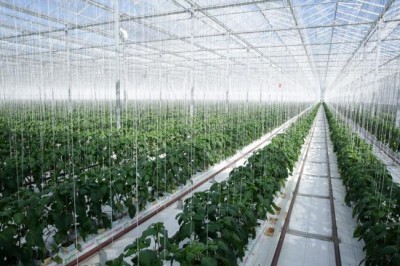 Agriculture must transform to feed a hotter, more crowded planet, UN says on World Food Day