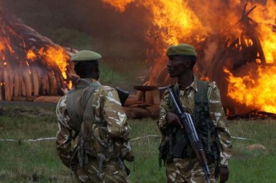  Kenya stages largest-ever ivory destruction as UN reaffirms â€˜zero toleranceâ€™ on poaching