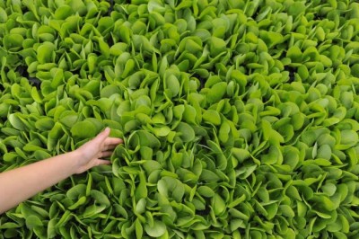 Sustainable food systems vital to achieving 2030 Agenda nutrition targets â€“ UN Rome-based agencies