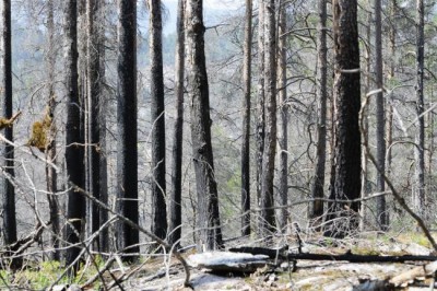 Threat of wildfires expected to increase as global temperatures rise â€“ UN