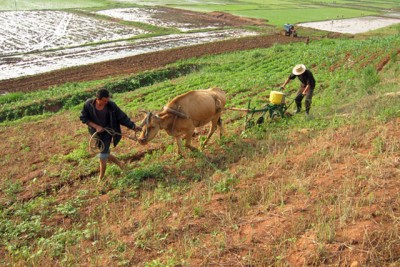 Water scarcity in DPR Korea causes first drop in food production since 2010 â€“ UN agency   