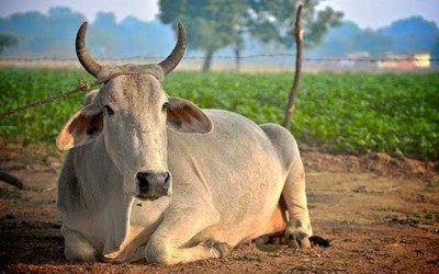 Angry mob in Bihar thrashes three allegedly for carrying beef in truck