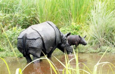 Foreign aided poachers gang, NE militants involved in rhino killing incidents in Kaziranga : Assam forest minister