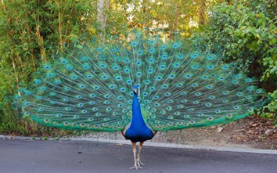 Water tanks for thirsty animals