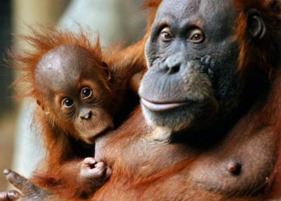 Toronto Zoo facing strike call from CUPE Union 1600