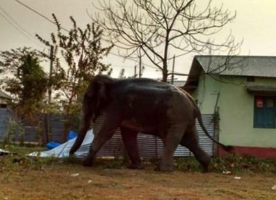 Elephant tramples man to death in West Bengal