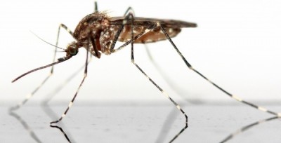 Mosquitoes should not be eliminated: Research