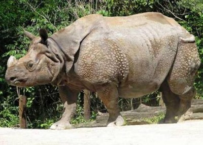 Poachers' gang sell rhino horns by from Guwahati hotels: Assam Forest minister  