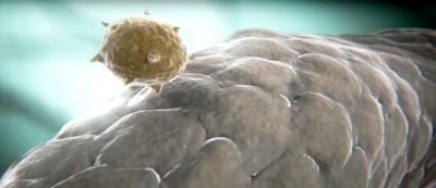 Brazil lifts Zika emergency as cases drop by 95 percent