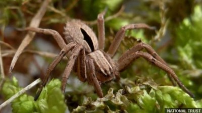 UK: Spider presumed extinct discovered in Nottinghamshire