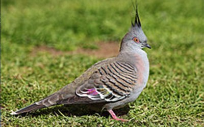 Crested pigeons use mystery feather to signal danger, says study 