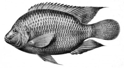 Warmer waters from climate change will leave fish shrinking, gasping for air, finds study