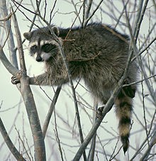 Deadly raccoon roundworm can infect humans without symptoms, new UGA study finds