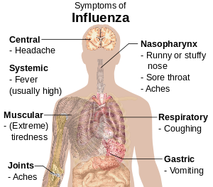 Natural compound coupled with specific gut microbes may prevent severe flu