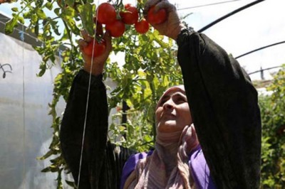 Syria: Agriculture should be kick-started now despite huge destruction â€“ UN report