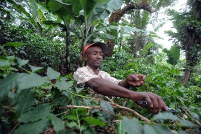 UN agency develops new guidelines to help countries better monitor forest resources