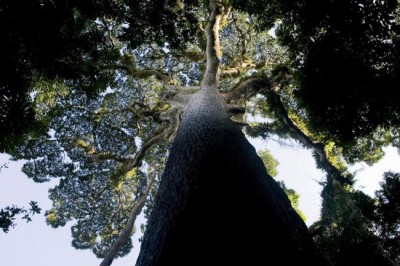 Bonn: At UN climate conference, Congo Basin youth spotlight their work protecting fragile forest ecosystem