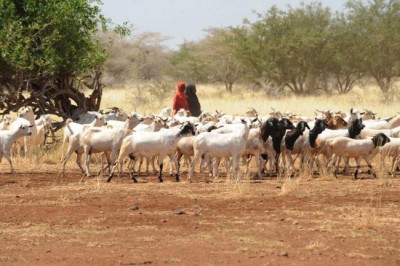 Warning of dire food shortages in Horn of Africa, UN agricultural agency calls for urgent action