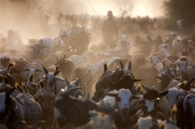  UN appeals for nearly $170 million to aid pastoralists in northern Kenya