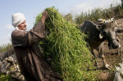 Near East and North Africa: Conflicts threaten to erode gains in regionâ€™s zero-hunger battle